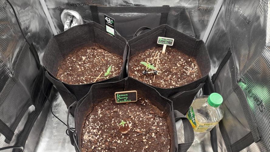 Applestrudel/Strawberry Gorilla - Auto. Week 1