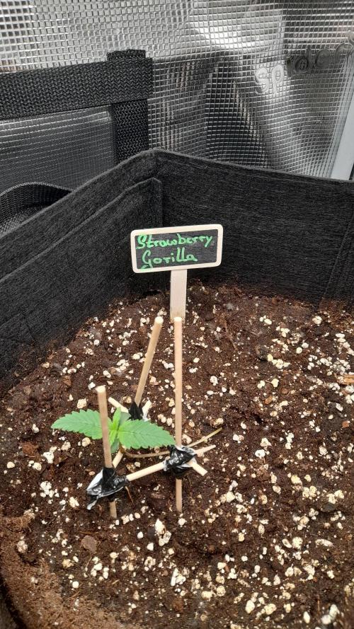 Applestrudel/Strawberry Gorilla - Auto. Week 1