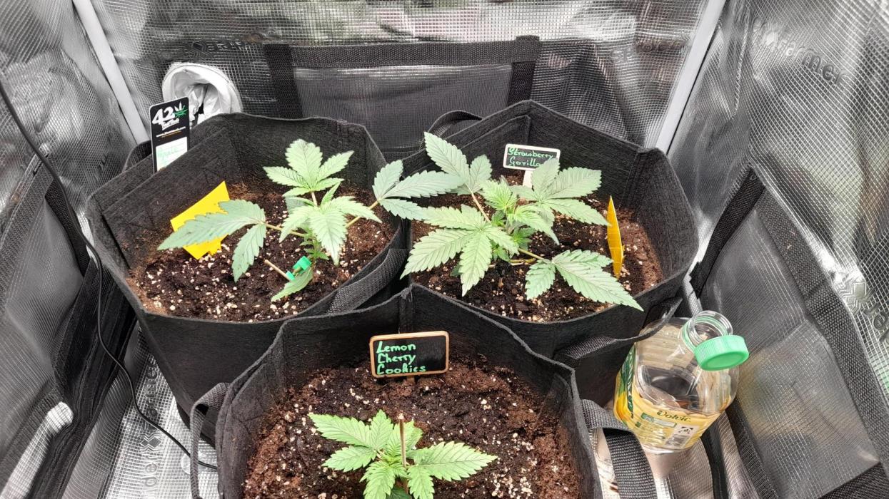 Applestrudel/Strawberry Gorilla - Auto. Week 2