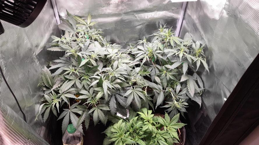 Applestrudel/Strawberry Gorilla - Auto. Week 5
