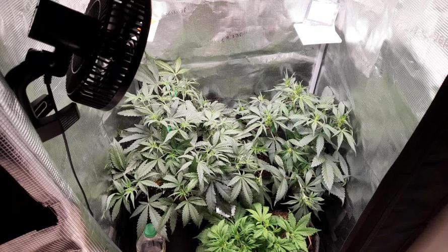 Applestrudel/Strawberry Gorilla - Auto