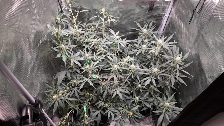 Applestrudel/Strawberry Gorilla - Auto. Week 6