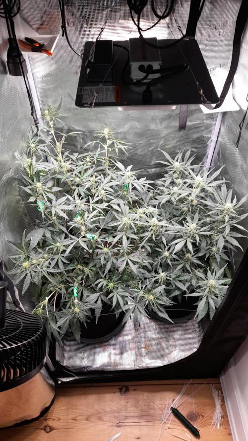 Applestrudel/Strawberry Gorilla - Auto. Week 6