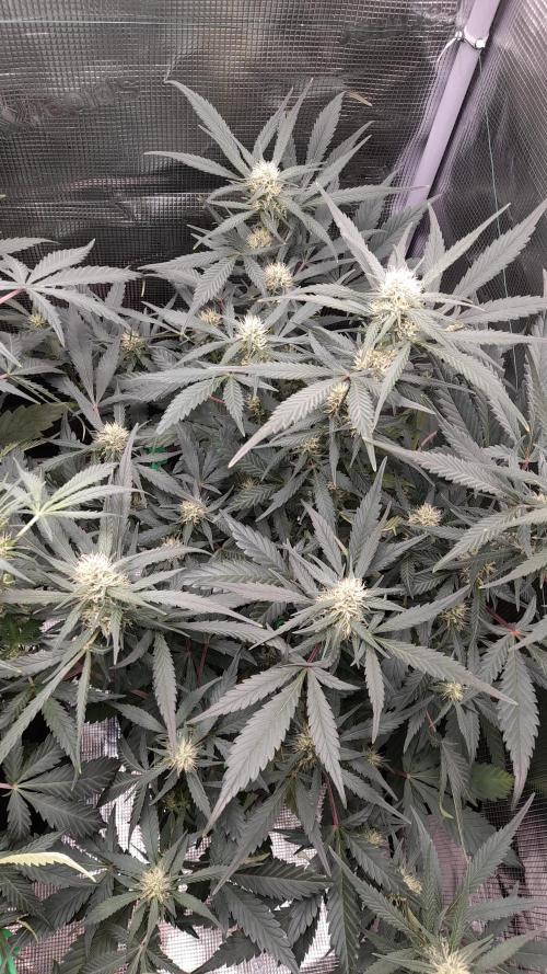 Applestrudel/Strawberry Gorilla - Auto. Week 6