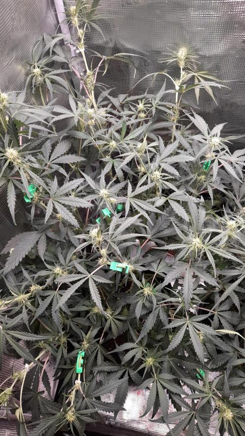 Applestrudel/Strawberry Gorilla - Auto. Week 6