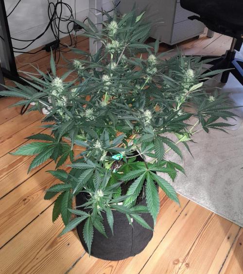 Applestrudel/Strawberry Gorilla - Auto. Week 6 - Strawberry Gorilla