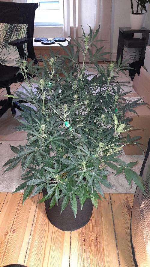 Applestrudel/Strawberry Gorilla - Auto. Week 6 - Applestrudel