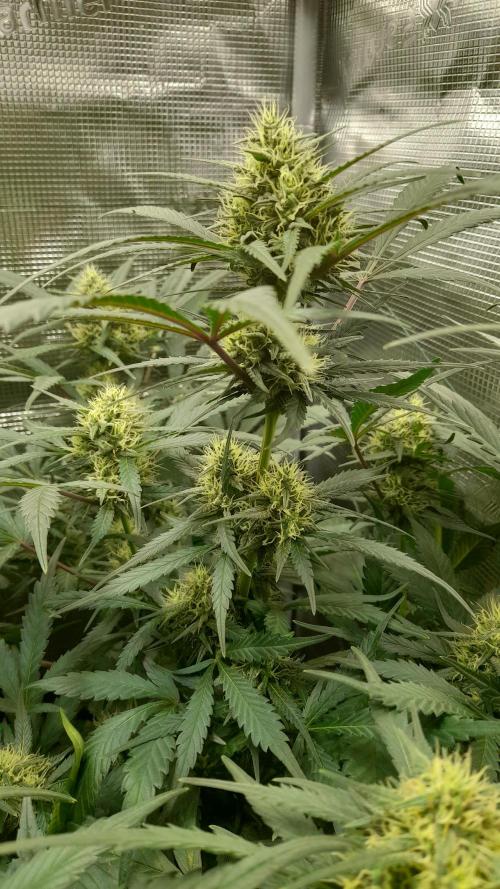 Applestrudel/Strawberry Gorilla - Auto. Week 7 - Strawberry Gorilla