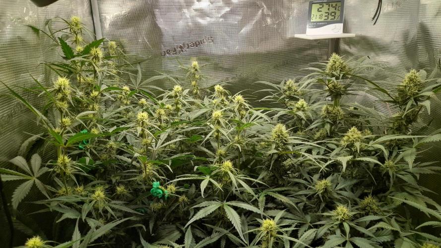 Applestrudel/Strawberry Gorilla - Auto. Week 7 - Applestrudel (left) Strawberry Gorilla (right)