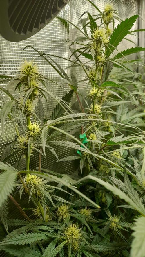 Applestrudel/Strawberry Gorilla - Auto. Week 7 - Applestrudel