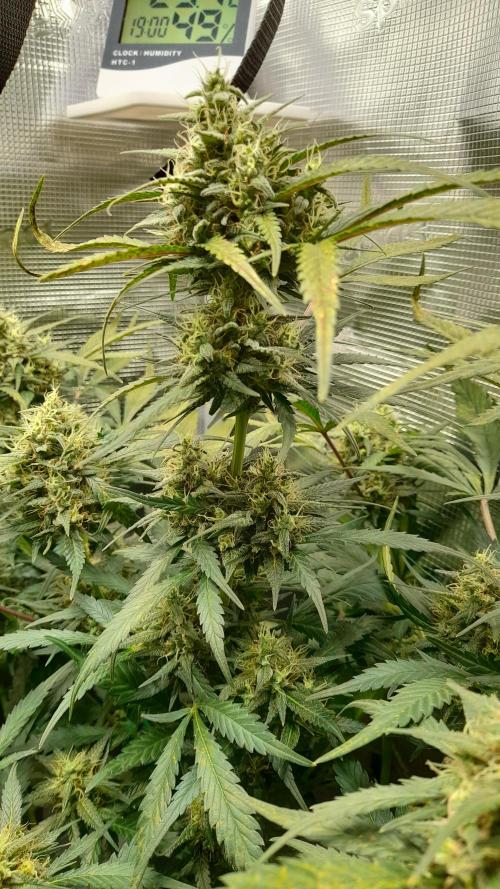 Applestrudel/Strawberry Gorilla - Auto. Week 8 - Strawberry Gorilla