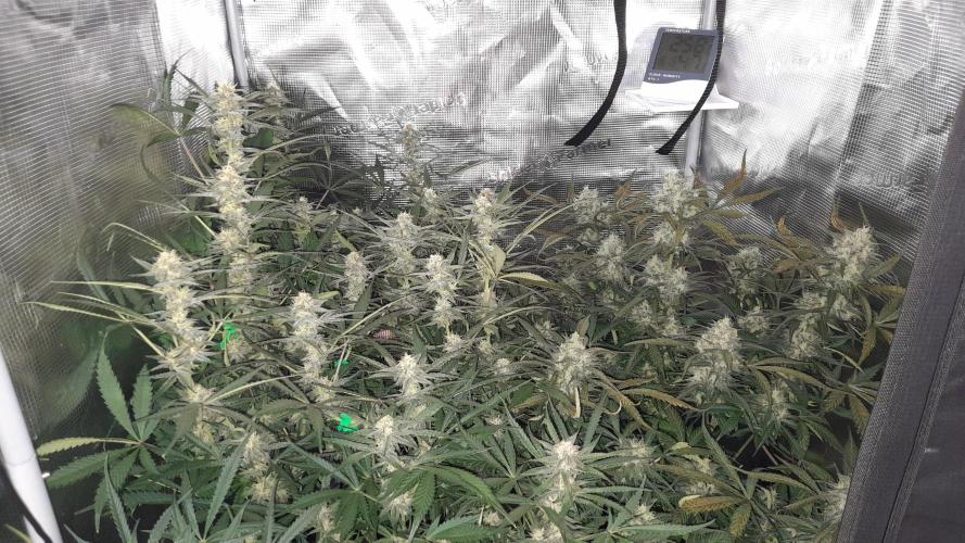 Applestrudel/Strawberry Gorilla - Auto. Week 8 - Applestrudel (l) - Strawberry Gorilla (r) - Sorry for the lightning