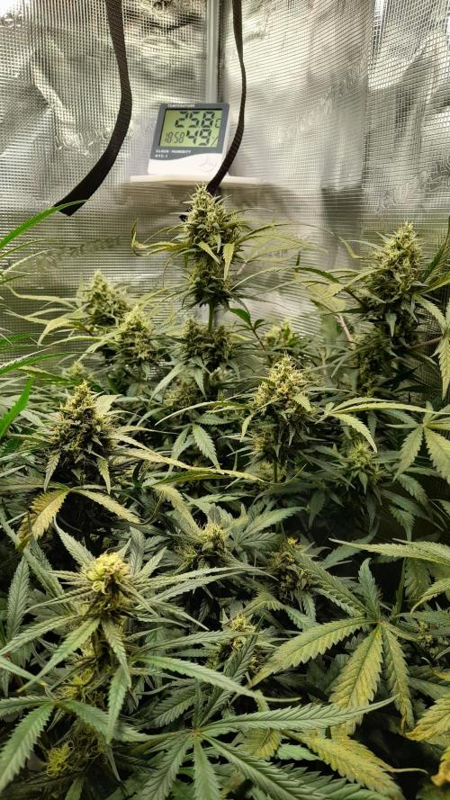 Applestrudel/Strawberry Gorilla - Auto. Week 8 - Strawberry Gorilla