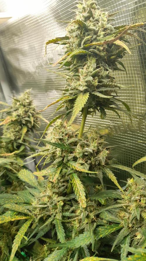 Applestrudel/Strawberry Gorilla - Auto. Week 9 - Strawberry Gorilla