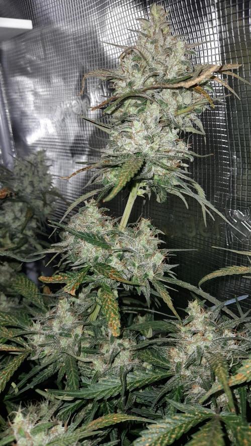Applestrudel/Strawberry Gorilla - Auto. Week 9 - Strawberry Gorilla