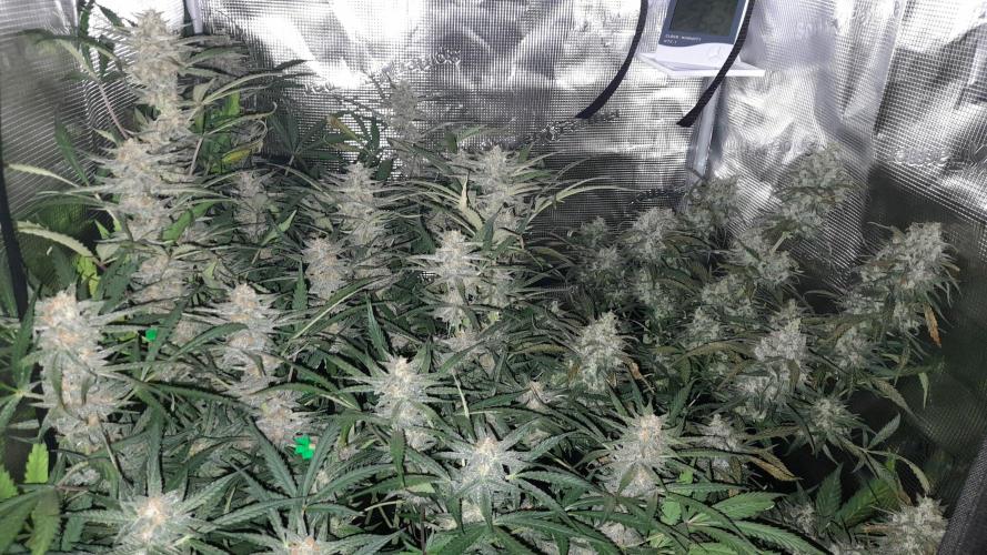 Applestrudel/Strawberry Gorilla - Auto. Week 9 - Applestrudel(left) - Strawberry-G. (right)