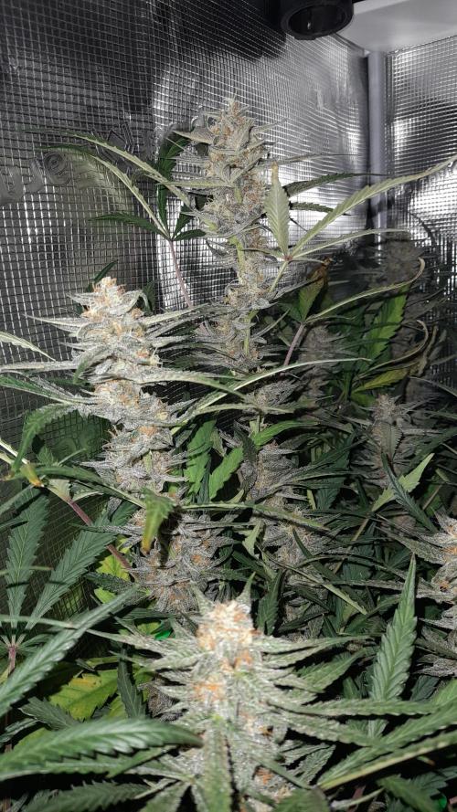 Applestrudel/Strawberry Gorilla - Auto. Week 9 - Applestrudel