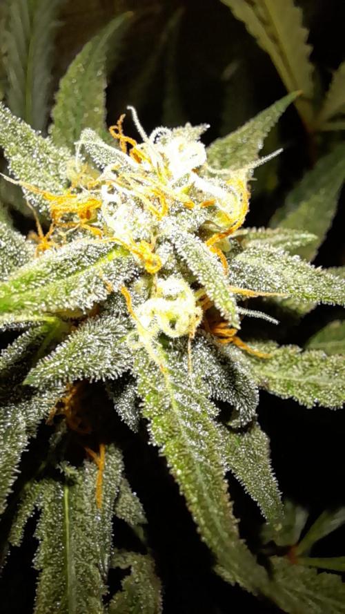 Applestrudel/Strawberry Gorilla - Auto. Week 9 - Applestrudel
