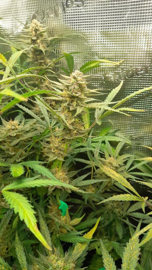 Applestrudel/Strawberry Gorilla - Auto. Week 9 - Applestrudel