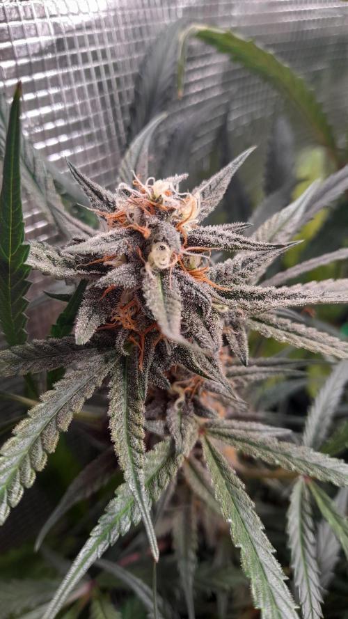 Applestrudel/Strawberry Gorilla - Auto. Week 9 - Applestrudel