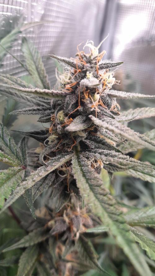 Applestrudel/Strawberry Gorilla - Auto. Week 9 - Applestrudel