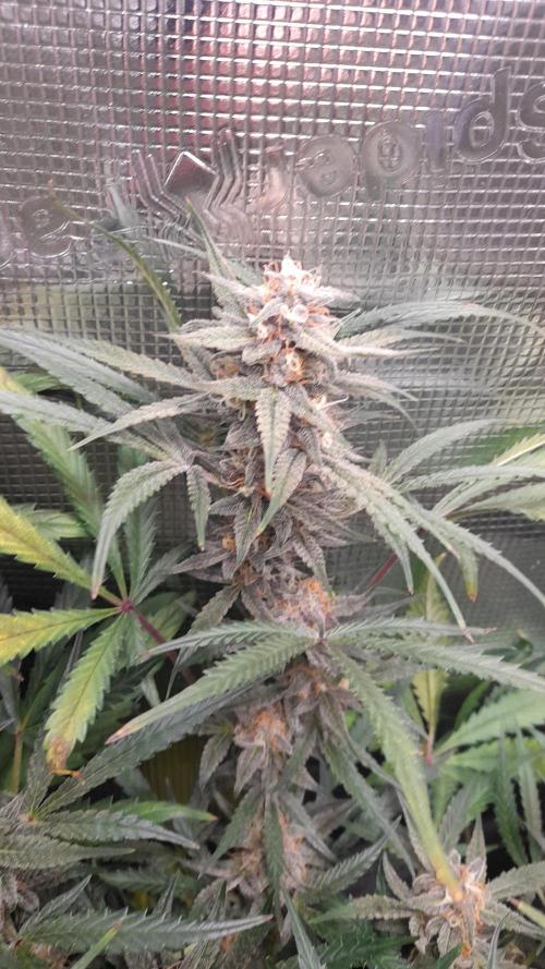 Applestrudel/Strawberry Gorilla - Auto. Week 9 - Applestrudel