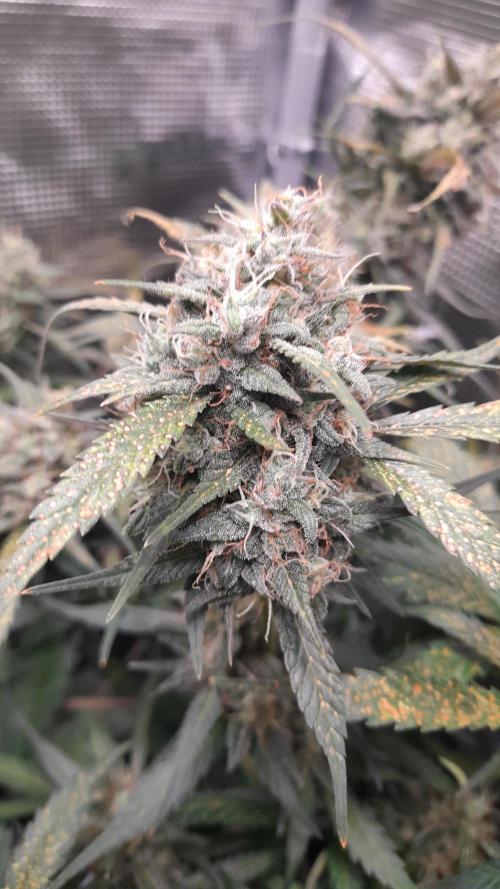 Applestrudel/Strawberry Gorilla - Auto. Week 9 - Strawberry Gorilla