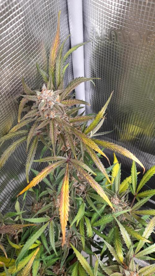 Applestrudel/Strawberry Gorilla - Auto. Week 11 - Applestrudel 