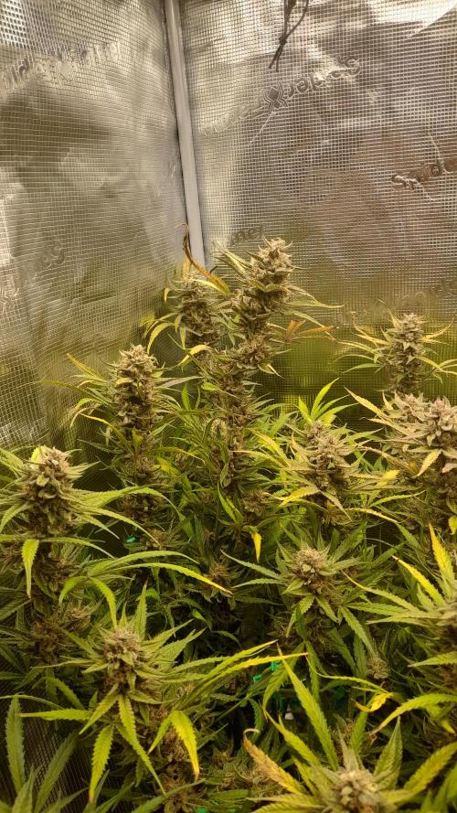 Applestrudel/Strawberry Gorilla - Auto. Week 11 - Applestrudel 