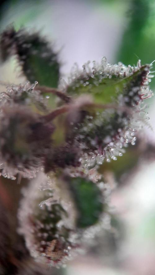 Applestrudel/Strawberry Gorilla - Auto. Week 11