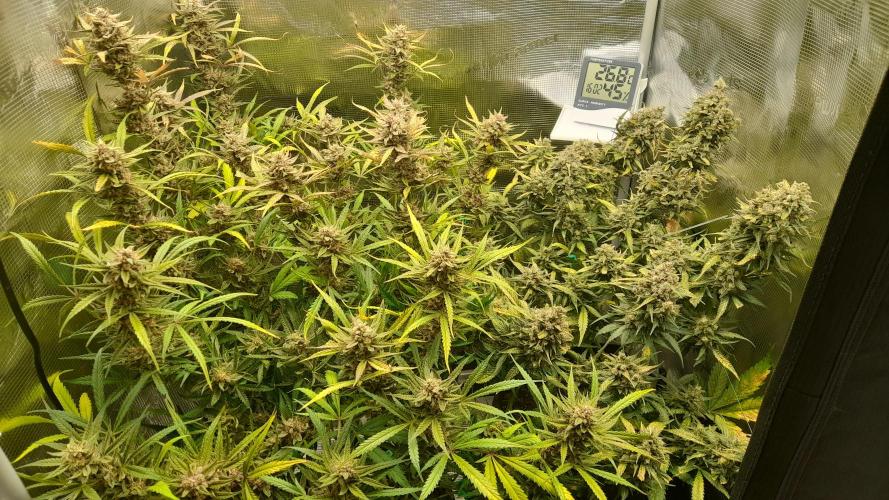 Applestrudel/Strawberry Gorilla - Auto. Week 11 - Applestrudel (l) - Strawberry-G. (r)