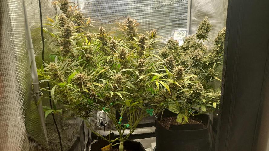 Applestrudel/Strawberry Gorilla - Auto. Week 11 - Applestrudel (l) - Strawberry-G. (r)