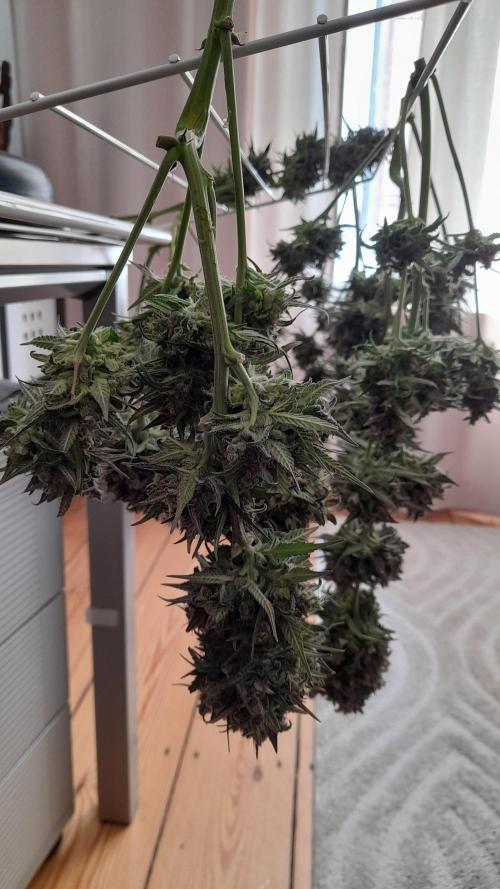 Applestrudel/Strawberry Gorilla - Auto. Week 13 - Strawberry Gorilla