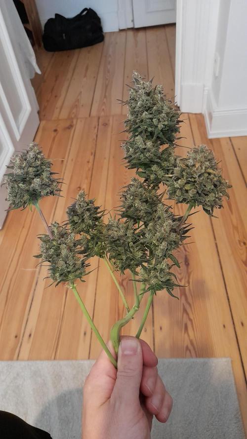 Applestrudel/Strawberry Gorilla - Auto. Week 13 - Strawberry Gorilla