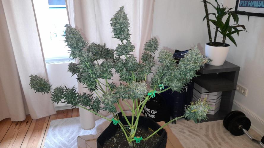 Applestrudel/Strawberry Gorilla - Auto. Week 13 - Strawberry Gorilla