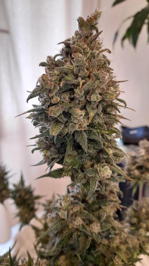Applestrudel/Strawberry Gorilla - Auto. Week 13 - Strawberry Gorilla