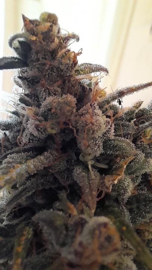 Applestrudel/Strawberry Gorilla - Auto. Week 13 - Strawberry Gorilla