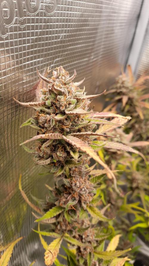 Applestrudel/Strawberry Gorilla - Auto. Week 14 - Applestrudel