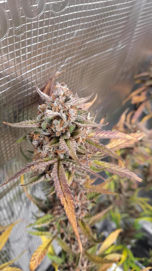 Applestrudel/Strawberry Gorilla - Auto. Week 14 - Applestrudel