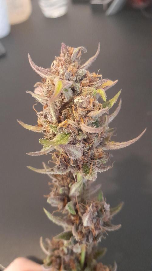 Applestrudel/Strawberry Gorilla - Auto. Week 14 - Applestrudel