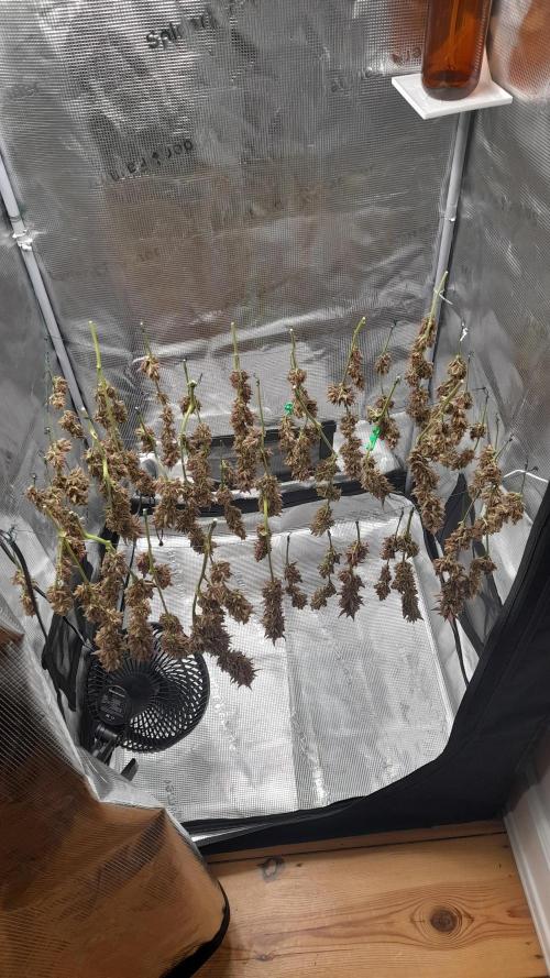 Applestrudel/Strawberry Gorilla - Auto. Week 14 - Applestrudel