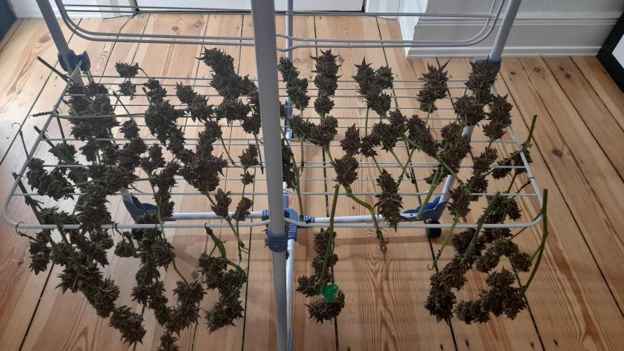 Applestrudel/Strawberry Gorilla - Auto. Week 14 - Applestrudel