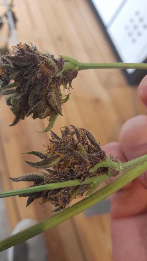 Applestrudel/Strawberry Gorilla - Auto. Week 14 - Applestrudel