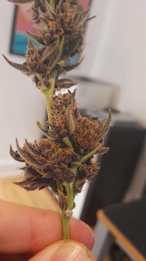 Applestrudel/Strawberry Gorilla - Auto. Week 14 - Applestrudel