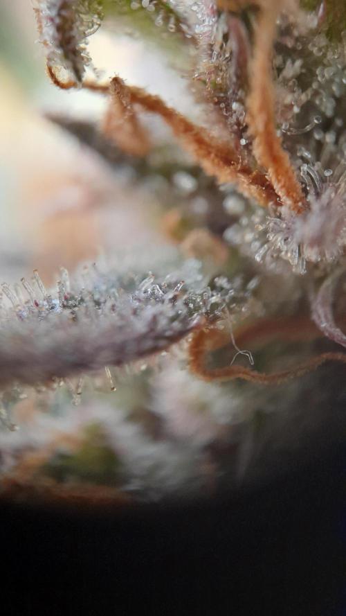 Applestrudel/Strawberry Gorilla - Auto. Week 14 - Applestrudel