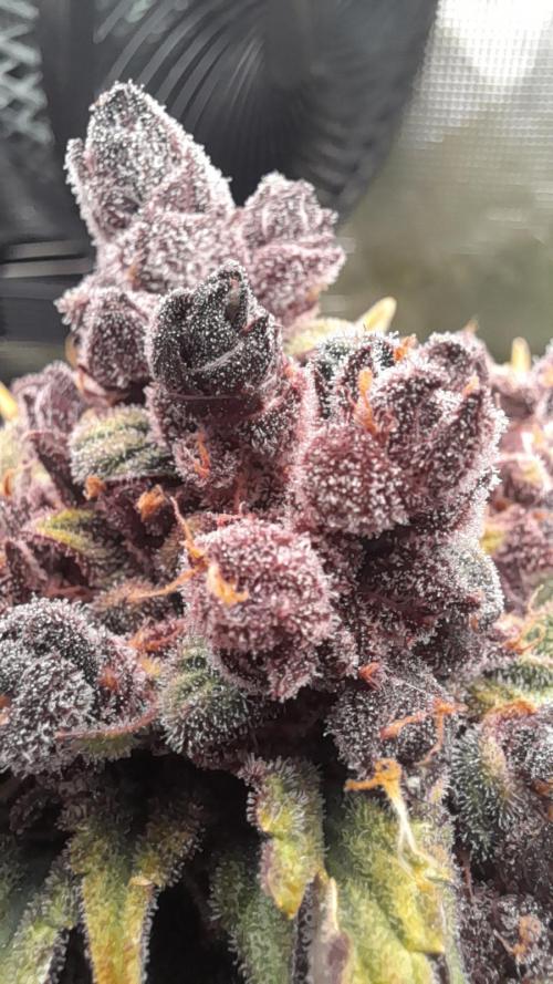 Lemon Cherry Cookies/Papaya Cookies. Week 12 - LCC