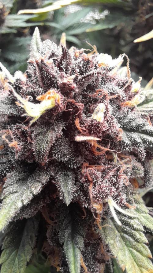 Lemon Cherry Cookies/Papaya Cookies. Week 12 - LCC