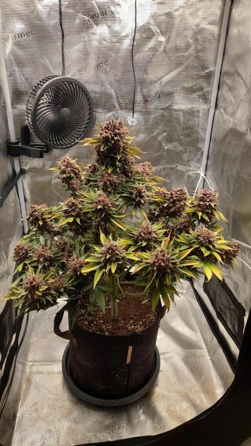 Lemon Cherry Cookies/Papaya Cookies. Week 12 - Lemon Cherry Cookies