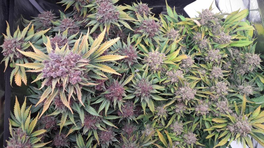 Lemon Cherry Cookies/Papaya Cookies. Week 12 - LED-Perspective from top ;-) 