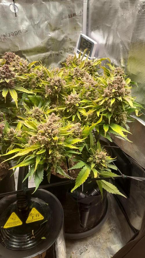 Lemon Cherry Cookies/Papaya Cookies. Week 12